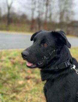Rudi-LM, sucht erfahrene Menschen - Neustadt (Rübenberge)