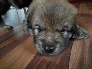 Eurasier-Mix Welpe suchtliebevolles Zuhause - Großdubrau