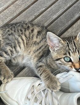 Wunderschöne Katzenbabys, Kitten, Kätzchen, Katzen - Schongau