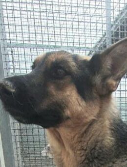 Milly 🩷🩷🩷 hofft auf Schäferhund-Fans - Bad Karlshafen