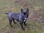 Reinrassige französische Bulldog Dame - Langwedel (Niedersachsen)