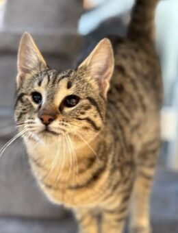 Verspielter und verschmuster Schnurrbert - Beckingen