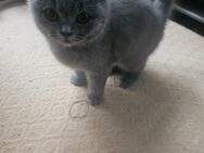 Britischkurzhar kitten - Berlin