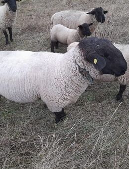 Suffolk Schafbock - Lichtenau (Sachsen)