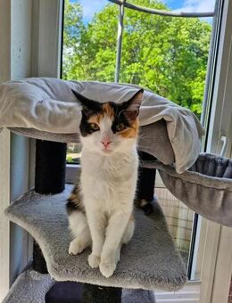 Kitten sucht neues Zuhause - Hamburg