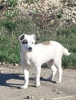 Daisy, freundliche kleine Hündin - Leonberg (Baden-Württemberg)