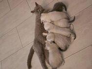 Bkh kitten - Oberhausen