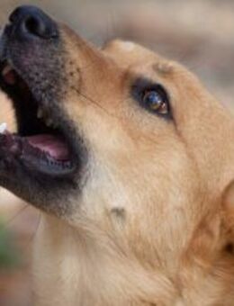 Djushes❤️sucht seine Herzensmenschen - Rott (Inn)