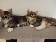 Xxl Maine Coon Kitten - Bechhofen (Bayern)