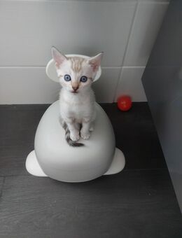 Wunderschöne Bengalkitten Snow Lynx suchen eine neue Familie - Salching