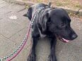 Labrador Rüde zu Verkaufen in 42697