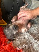 Nackthündin / e Abzugeben in gute Hände in 72072