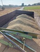 Verkaufe Futterweizen in 99195