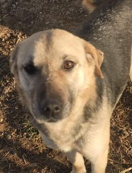 Miare sucht ein Zuhause - Egestorf