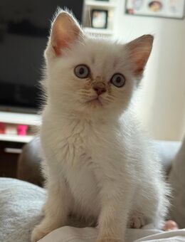 3 wunderschöne bkh kitten - Aachen