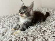 Wunderschöne Maine Coon Kitten - Schönau (Baden-Württemberg)