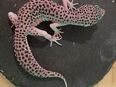 Leopardgecko weibchen Mack Super Snow Eclipse "Laverna" in 8405