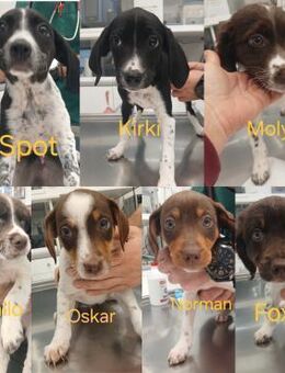 Sieben Zwerge suchen 7 mal ihr Glück - Bergkirchen