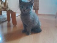 Britisch Kurzhaar Katze, Kitten, Katzenbaby - Warstein
