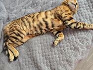 Bengal Katze - Harsefeld