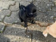 Chihuahua Welpen - Bad Münstereifel