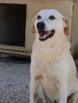 Alessio wünscht sich Familienanschluß - Untergriesbach