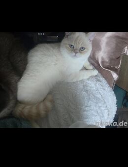 Perserkatze und Sohn BKH in guten Händen - Mainz