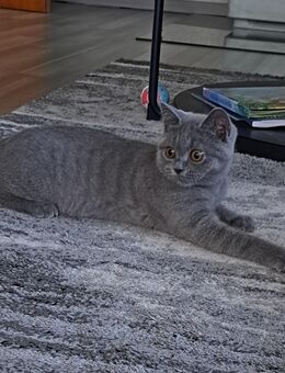 Bkh Kitten - Büren