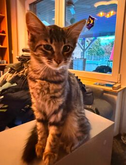 Kater in liebevolle Hände abzugeben - Nörvenich