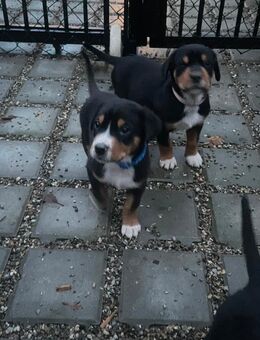 Große Schweizer Sennenhund Welpen - Rennertshofen