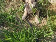 Anja; kuscheliges Streifenhörnchen Ahoij - Geilenkirchen