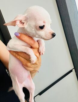 Chihuahua welpen - Bonn