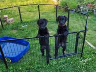 Letzter Labrador Rüde sucht : - Bodenwerder (Münchhausenstadt)