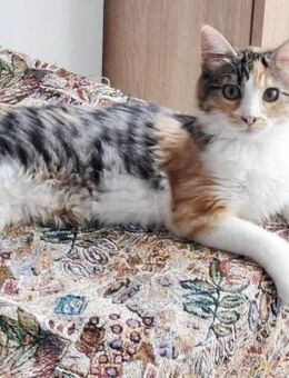 🌸Zarte Babykatze Sancia🌸 - Eislingen (Fils)