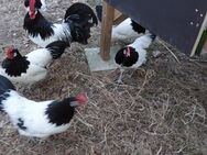 Lakenfelder bruteier eier / lakenvelder Hatching eggs - Goch