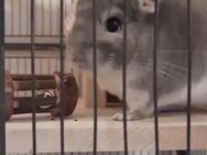 2 Chinchilla Jungen zu verkaufen - Breddenberg