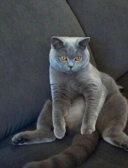 Verschmuster Bkh Kater blau kinderlieb 18 Monate sucht dringend - Essen