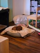 Ein kleiner Zwerpudel, 8 Wochen, männlich in 44225