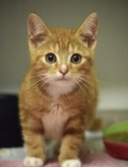 Pati und Pelle , lebt in 48683 Ahaus - Markdorf