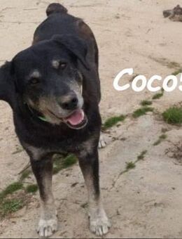 Coco5 ein Engel auf 4 Pfoten! 06/17 ESP - Ruppertsecken