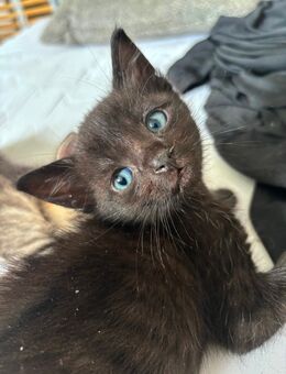 Letztes kitten - Fürth