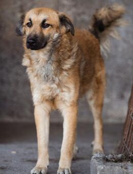 Ben 💗 schmusiger, verspielter Hundebub - Hamburg