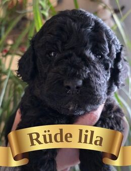 Süße Goldendoodle Welpen suchen ihr zu Hause - Marl (Nordrhein-Westfalen)