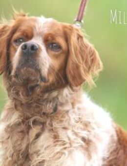 Milka wünscht sich liebevolle Menschen - Untergruppenbach