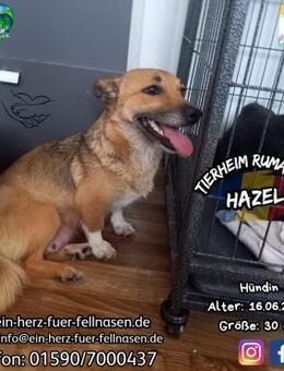 HAZEL - eine liebe, sanfte Mama - Waakirchen