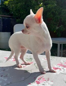 Chihuahua Mädchen 7 Monate - Arnstadt