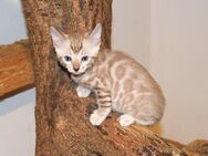 Attraktive, menschenbezogene Bengal Kitten - aus seriöser Zucht - Melle