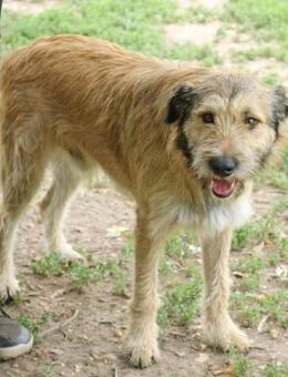 Peanut eignet sich auch als Familienhund - Schwarmstedt