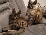 Mainecoon Maine Coon Brownie u.Wisky 3 mon alt - Gütersloh