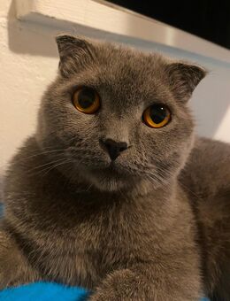 Katze - Welzheim